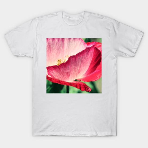 Red Poppy in Sunlight T-Shirt by micklyn